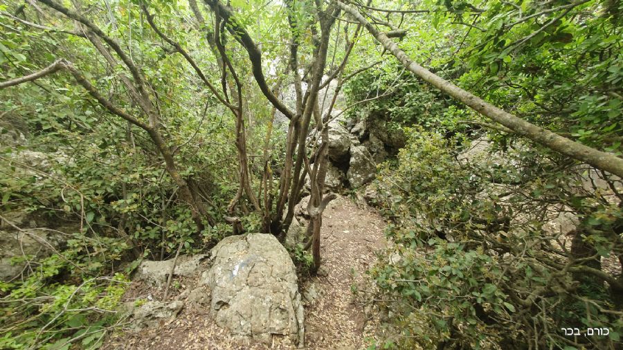 פתחו של הוטה 17